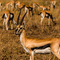 Serengeti NP